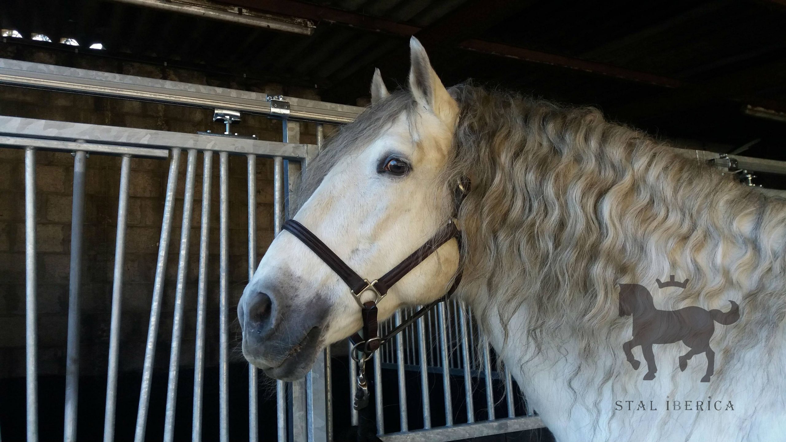 schoner Ingenieurs Bewust worden Paarden te koop - Stal Iberica